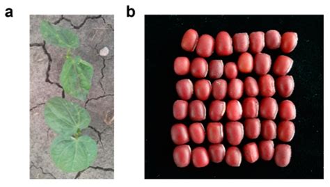 Nutritional Composition, Efficacy, and Processing of Vigna angularis ...