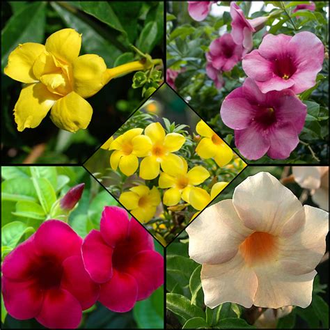 Allamanda Flowering Plants Combo – Bees Plant Hub