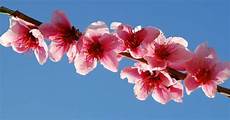 fiori di rosa fiori di pesco gocce di note fiori rosa fiori di pesco lucio battisti fiori di rosa fiori di pesco gocce di note fiori rosa fiori di pesco lucio battisti