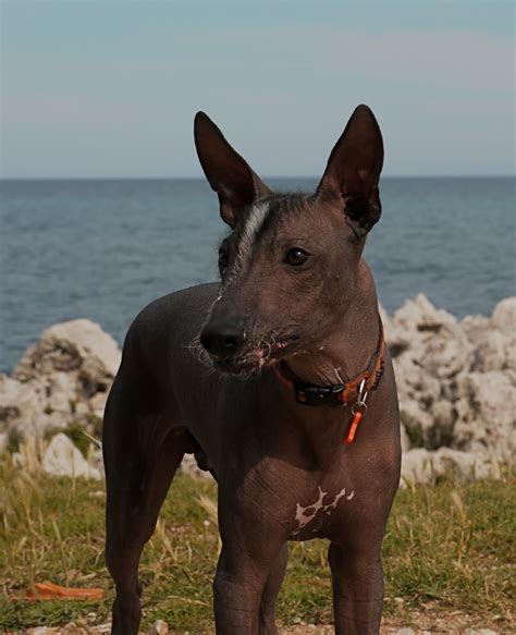 Peruvian Hairless Dog near the ocean photo and wallpaper. Beautiful ...