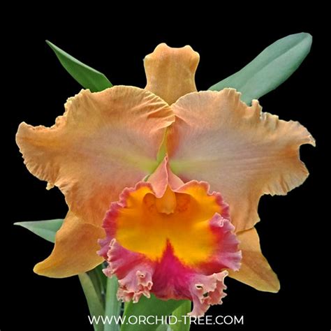 Cattleya (Rlc.) Buranapan Fine orange Orchid Plant - BS – Orchid-Tree