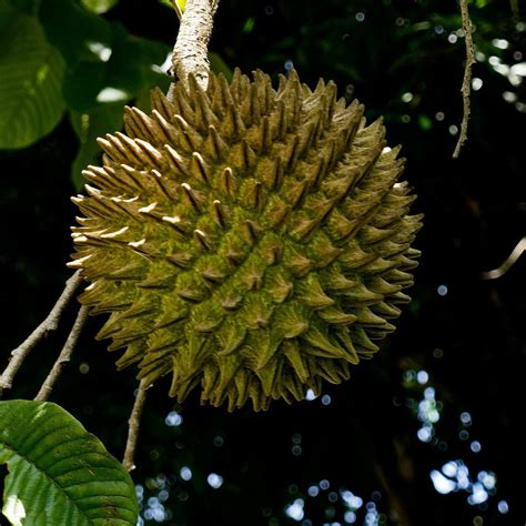 Soncoya Fruit Plant ( Annona Purpurea ) – veliyathgardens