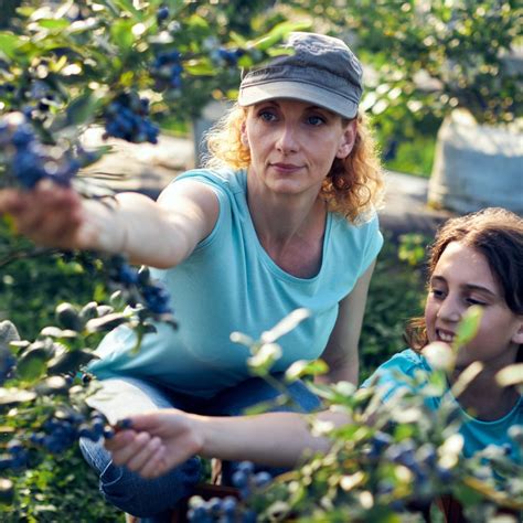 Pick Farming: How to Start a You-Pick Blueberry Farm - GardensAll