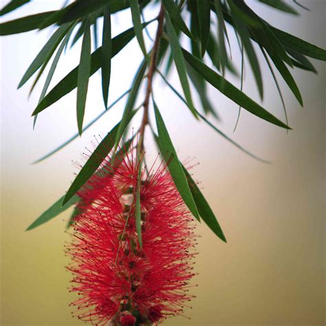 Bottle Brush Tree Usda Zone at Judith Rodney blog