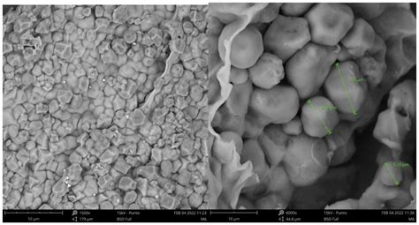 Encapsulation of Pineapple Peel Extracts by Ionotropic Gelation Using ...