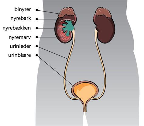 Urineren