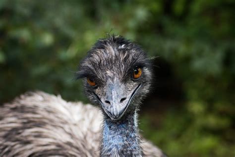 Image result for Emu Mom Computer