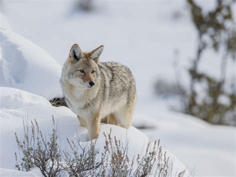 Mountain Lion Eats Coyote 的图像结果