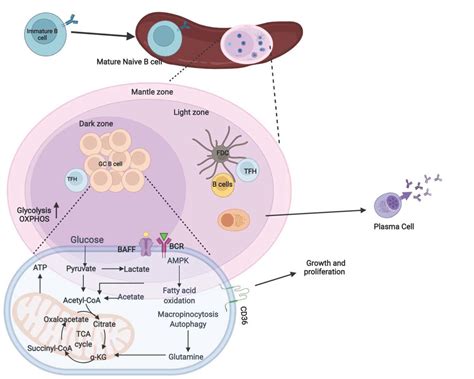 Altered Germinal-Center Metabolism in B Cells in Autoimmunity