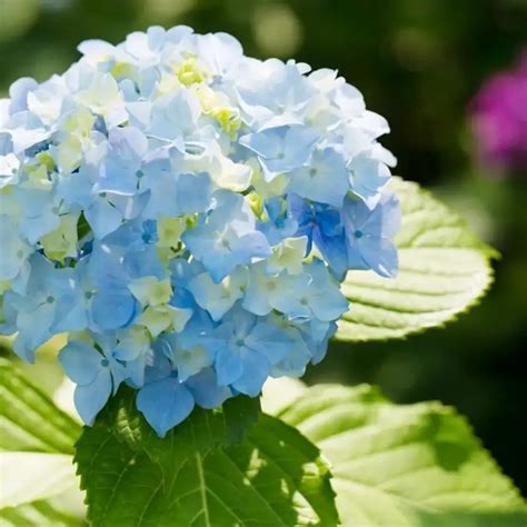 Cómo plantar, cuidar y reproducir el jazmín, la planta trepadora con ...