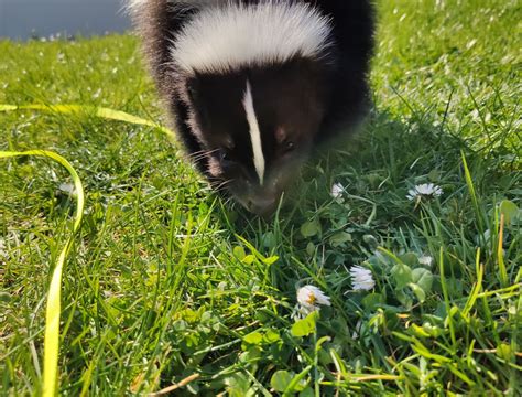 How to Use Vinegar to Repel Skunks From Your Yard or Garden