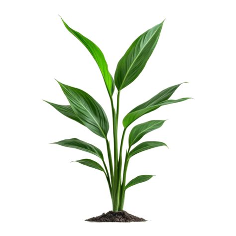 Plant Clip Art PNGs for Free Download
