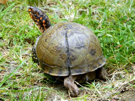 Image result for How to Fix a Broken Turtle Shell