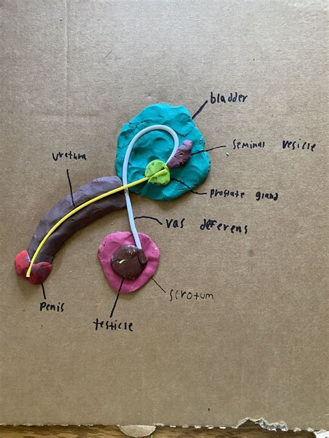 Image result for Male Reproductive Model Label