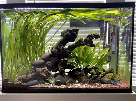 South American - 45 Gallon | The Planted Tank Forum