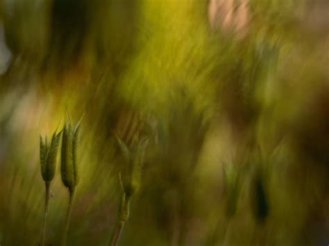 Image result for Reproduction Stock Images