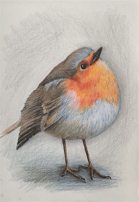 How to draw a bird colored pencils – Artofit