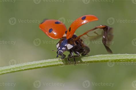 Image result for Ladybug Insect Flying