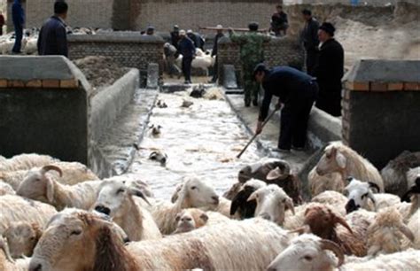 养羊技术 - 农村养殖网养殖技术频道