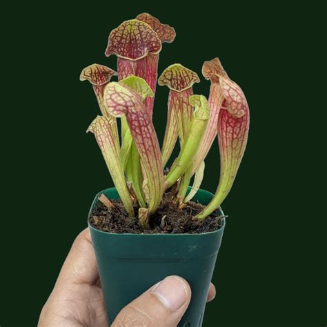 Buy Rare Sarracenia Pitcher Plants Online | Scarlet Belle, Swaniana ...