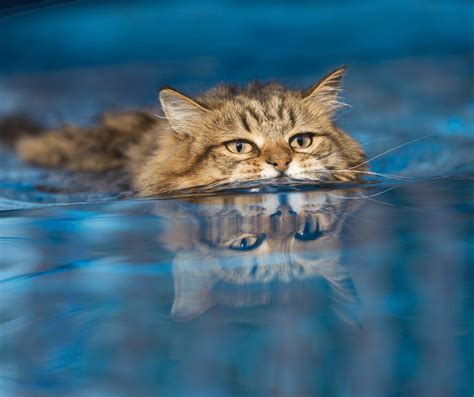 Can Cats Swim? - Cat Care Checklist