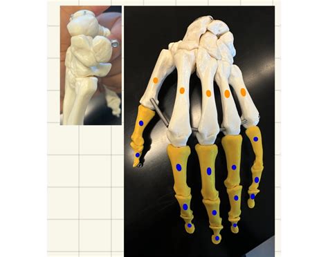 Anatomy Lab 2 Manus Quiz