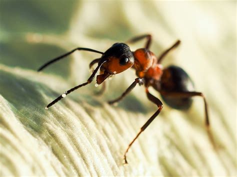 Florida carpenter ants: nature’s teeny tiny surgeons and wound care ...