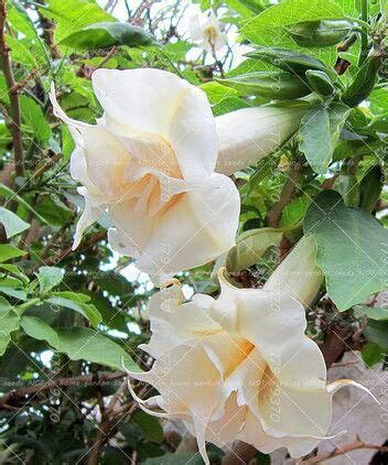 35Pcs Datura Seeds Flower Dwarf Brugmansia Suaveolens Flamenco Angel'S ...