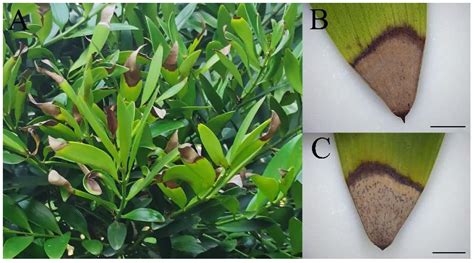 First Report of Curvularia pseudobrachyspora Causing Leaf Blight on ...