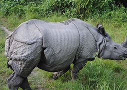 rhino 的图像结果