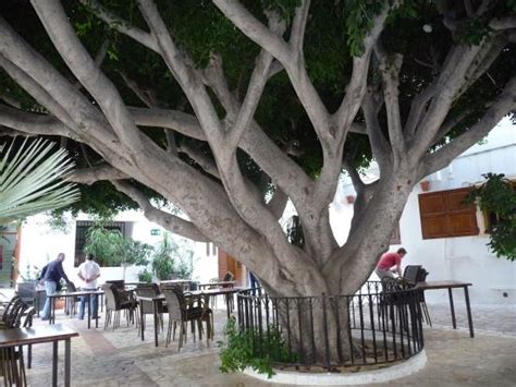 ARCO PLAZA (Mojacar) - Hotel Reviews & Photos - Tripadvisor