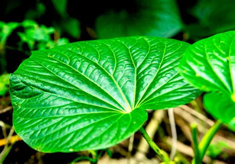 Rohypnol Addiction: Risks, Signs, and Treatment | Hope Harbor Wellness