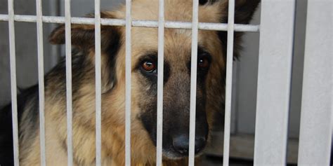 Experiments with Dogs 的图像结果