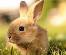 Image result for Real Cute Baby Bunnies