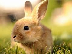 Image result for Funny Bunny Pitures