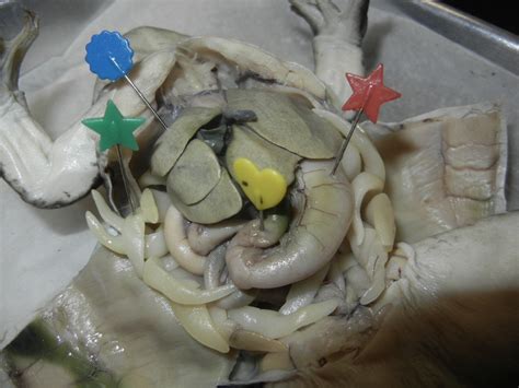 Image result for Brain Frog Dissection