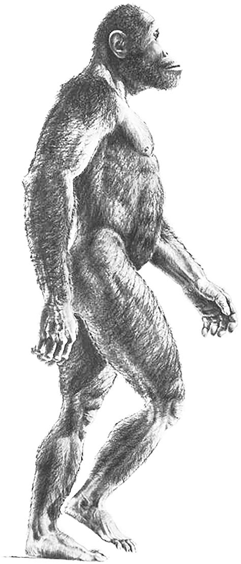 Australopithecus Africanus Body 的图像结果