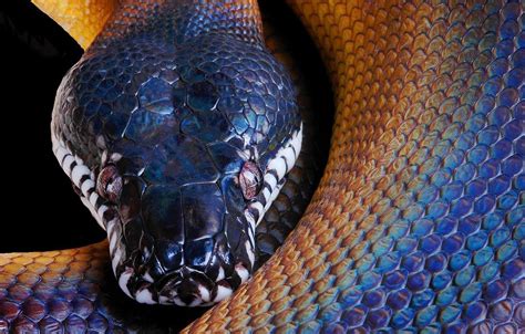Python Snake Wallpapers - Wallpaper Cave