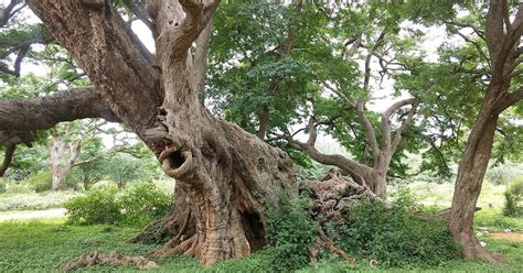 ‘A Nail on a Tamarind Tree’: This eerie short story explores a popular ...