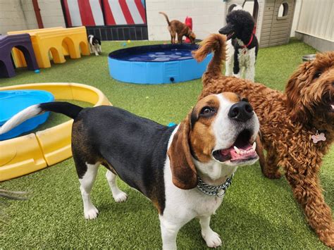 Pet Play Place Kennesaw