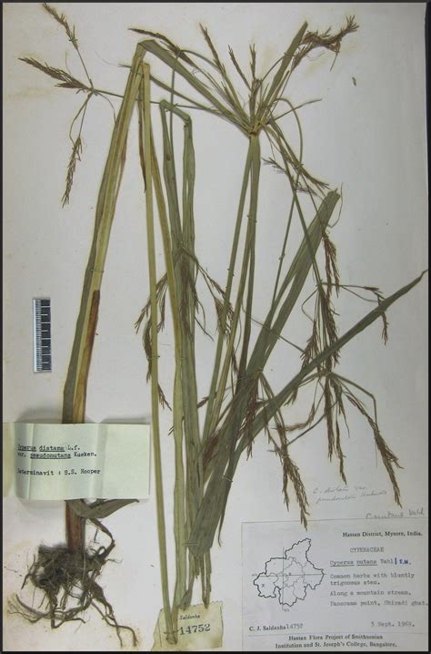 Herbarium JCB