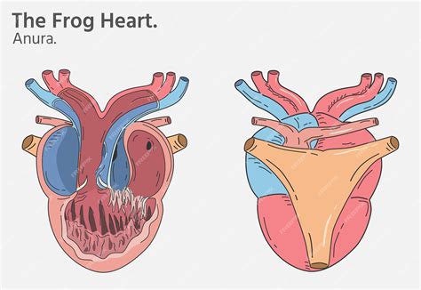 Premium Vector | Anatomy of frog heart illustrations two versions