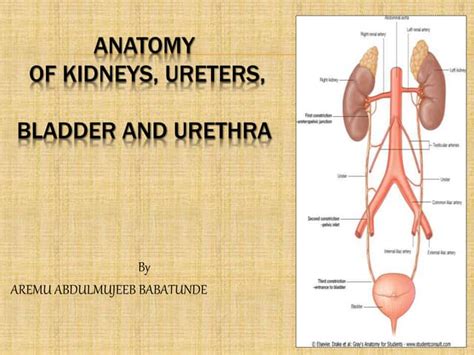 Image result for Kidney Tutorial