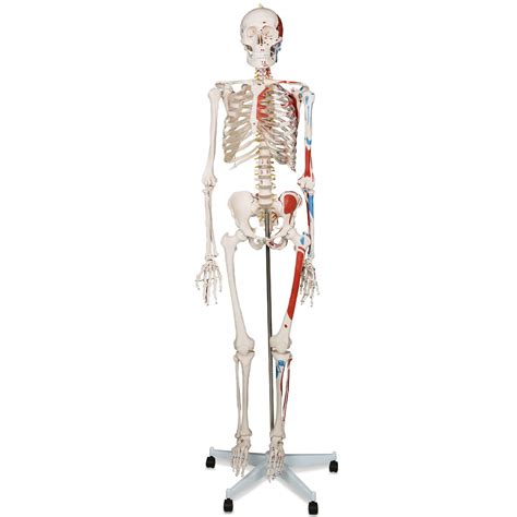 Buy Jago® Lifesize Anatomical Human Skeleton | with Muscles, 6 ft, PVC ...
