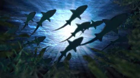 Fish Animation After Effects 的图像结果