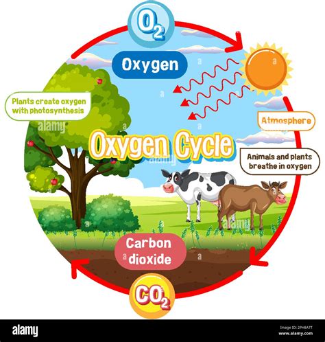 Oxygen Cycle Diagram And Explanation