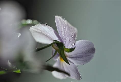 今天几点雨水节气 2020年雨水几点交节_万年历