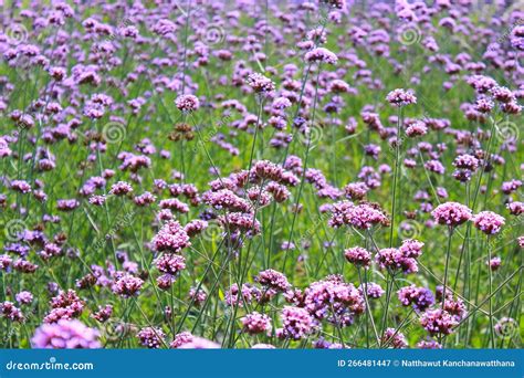 The Verbena Flower, Verbena is a Beautiful Perennial Plant that Blooms ...