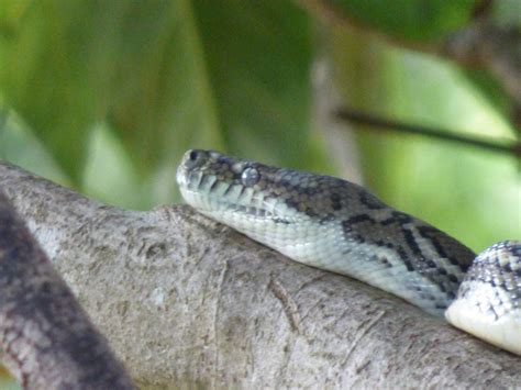 Image result for Eastern Carpet Python
