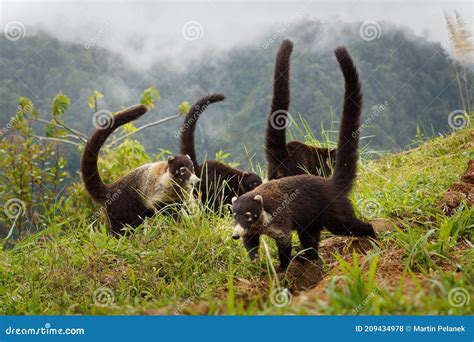White-nosed Coati - Nasua Narica, Known As the Coatimundi, Family ...